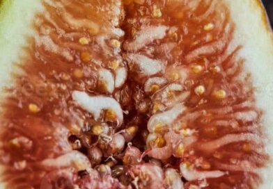 Curiosidade…

Tecnicamente, os figos não são frutas, mas sim flores invertidas. …