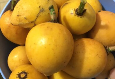 Garcinia Gardineriana (Bacupari Bicudo) diferente de muitos que conheço esse exe…