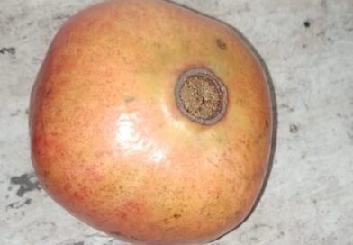 Con que nombre conoces esta fruta en tu país

Con que nombre conoces esta fruta …