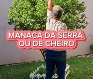 Siga @plantascomalegria_ para dicas todos os dias 
 #jardim #jardinagem #plantas…