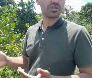 Le dio una Virosis  a este árbol  . ¿Les ha pasado eso? ¿Saben cómo curarlos?. A…