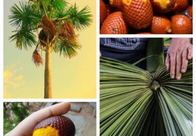 BURITI
Árvore da Vida 
 “Buriti”, “miriti”, “muriti”, “muritim” e “muruti” pro…