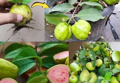 Como Cultivar Frutas de Goiaba em Vaso: Guia Completo para uma Colheita Farta de…