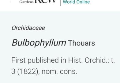 Conheça o maior gênero de orquídeas: Bulbophyllum com 2.186 espécies. Bulbophyll…