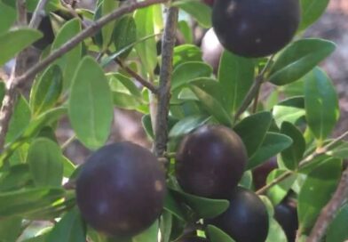MYRCIARIA (CAMBUÍ) O Diamante Negro Da Restinga