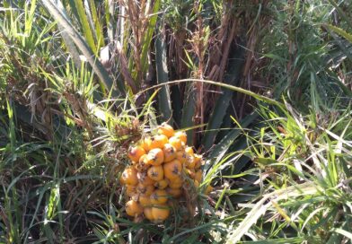 Boa tarde. Alguém pode me dizer que fruta é essa?
 Divisa Nova, Sul de Minas
