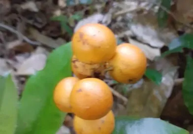 Encontrei estas frutinhas no sitio.
 Alguém sabe identificar?