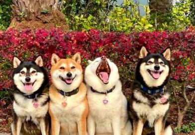 Há sempre um estraga prazer