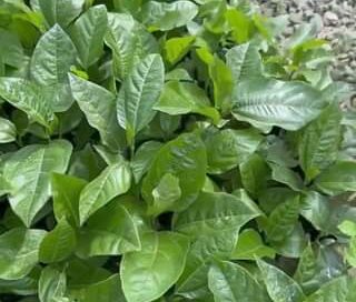 Se rifarán premios a nuestros clientes en el segundo semestre. Máster Maracuyero