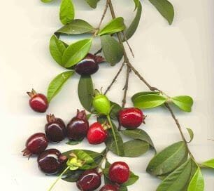 História da fruta  Grumixama
“Grumixama” se origina do tupi antigo komixã.

A gr…