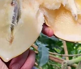 Fruta mais Doce do Mundo 
 Fruta mais Doce do Mundo  #Curiosidades #react #idea…