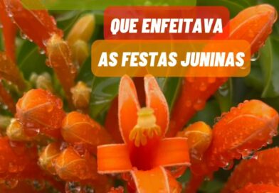 A planta que eu filmei para esse vídeo ainda estava no início de sua floração, o que pode ser visto pela grande quantidade de flores que ainda não abriram seus tubos florais e pela abundância de botões florais. No seu auge, ela ficará ainda mais espetacular, no mínimo, dobrando a quantidade de flores simultâneas. Você encontra mudas do Cipó-de-São-João (Pyrostegia venusta) à venda na internet!
#plantas
#florabrasileira
#jardim
#paisagismo