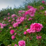 Bem-vindos ao mundo romântico das rosas

Hoje trouxemos a Mini Rosa, uma espécie…