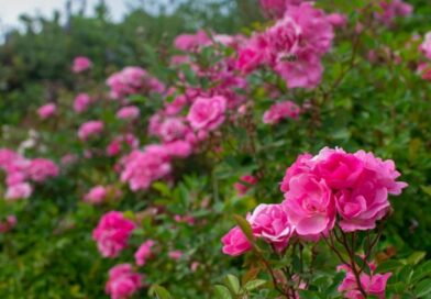 Bem-vindos ao mundo romântico das rosas

Hoje trouxemos a Mini Rosa, uma espécie…