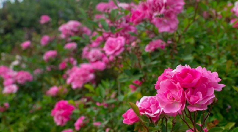 Bem-vindos ao mundo romântico das rosas

Hoje trouxemos a Mini Rosa, uma espécie…