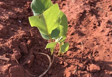 Uma pequena Annona coriacea tentando sobreviver no meio do agronegócio. Não sobr…