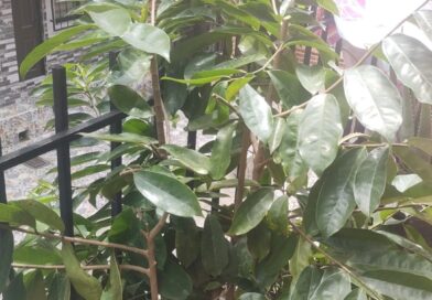Buenos días,
 Cordial saludos, 
 Tengo este árbol de guanabana, la cual está sem…