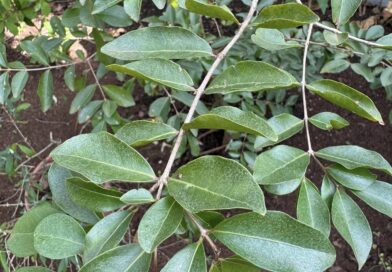 Oi Edilson , boa tarde !
 Conhece esta frutífera ? Comprei aí com vcs. A identif…