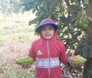 Hermosos  agucates criollo #agucate #frutales #cacao #animalessilvestres #ardill…