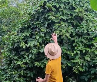 La planta de MARACUYÁ 

QUÉ tal esta planta de MARACUYÁ 
 #maracuyá #maracuya #b…