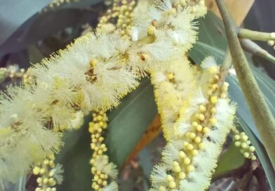 VOU DOAR SEMENTES  PARA O PESSOAL DO GRUPO PARA AJUDAR NA CRIAÇÃO DAS ABELHAS, P…