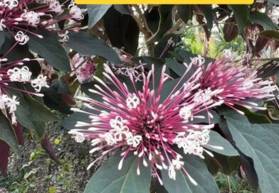 #Marcelrodriguespaisagista #paisagista #paisagistas #paisagistasbrasileiros #landscapedesign #jardim #garden #garten  #jardin #plantas #planta #plant #viral #jardinagem #gardening #paisagismobymarcel #paisagismobyallamanda #naturezaperfeita #jardimvertical #verticalgarden #livingwall #paredeviva #paredeverde #greenwall #dicasdejardinagem #dicasdeplantas #gardentips