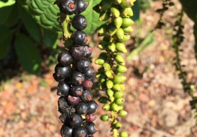 Bom dia para você que leu: Uva-da-praia, não é Coccoloba uvifera. No Rio de Jane…