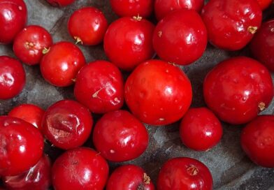 Ubaiá( Eugenia patrisii)
 Belém,Pará