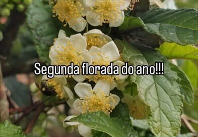 A Maravilhosa Guabiroba crespa com mais uma linda e perfumada florada!!!
#flores #plantas #natureza #arvores #quintal #fruta #agrofloresta #alimentaçãosaudável #nature #abelhasnativas #animais