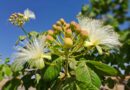 Flores do pequizeiro. Já está assim em Goiás. Não vejo a hora  Aqui em Goiás tem…