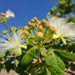 Flores do pequizeiro. Já está assim em Goiás. Não vejo a hora  Aqui em Goiás tem…