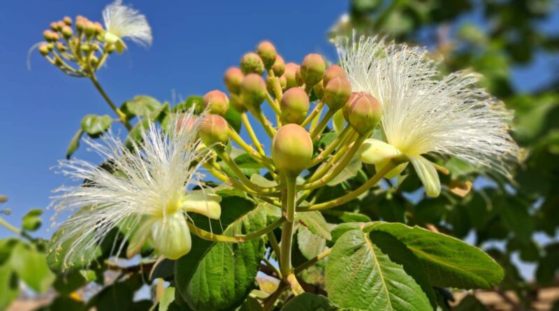 Flores do pequizeiro. Já está assim em Goiás. Não vejo a hora  Aqui em Goiás tem…