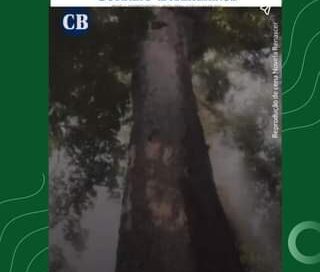 #JBRJnaMídia Jequitibá: Gigante da Floresta está sob ameaça
 O Correio Brazilien…