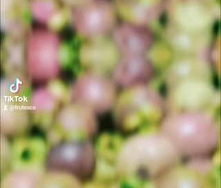 Estamos en cosecha de MANGOSTINO, de las frutas más exóticas que puedes probar
 …