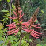 Erythryna speciosa – Candelabro, Molungú do Litoral.