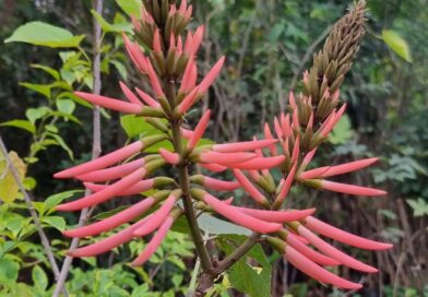 Erythryna speciosa – Candelabro, Molungú do Litoral.