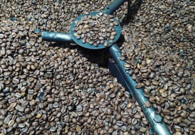 Preparando mais uma torra de café orgânico aqui da roça e dessa vez, fui conhece…
