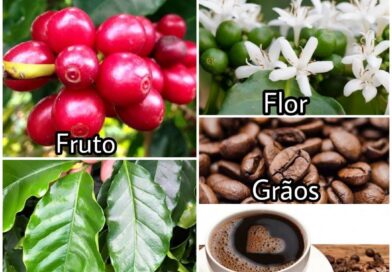 Não existem registros oficiais sobre a origem do café. Sabe-se, entretanto, que …