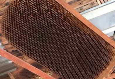 Reaproveitando os favos velhos! 

Toda vez que nasce uma abelha de um alvéolo, as abelhas faxineiras depositam uma micro camada de Própolis em todo o favo. Este própolis é utilizado para fazer a higienização dos alvéolos para que a rainha possa botar novamente. 

Porém, com o passar do tempo os favos ficam escuros e os alvéolos cada vez mais estreitos devido o excesso de própolis e isso dificulta a postura da rainha e então estes favos são descartados e dificilmente utilizados. 

Quando isso acontece, nós apicultores substituímos estes favos velhos por cera alveolada e então fazemos um reaproveitamento de toda a cera dos favos velhos. No final do processo e cera extraída dos favos velhos são utilizadas para produzirmos cera alveolada que por sua vez é devolvida para a colmeia. 

Gostou deste conteúdo? Então, curta e compartilhe com apicultores e siga nosso perfil! ????

#mel #abelha #viral #apicultura #apiario #natureza #favo