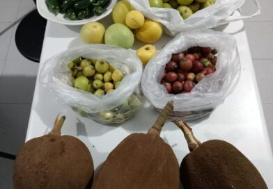 Hoy en la finca. Guayaba agria, guayaba del Perú, níspero, araza, castaño del ch…