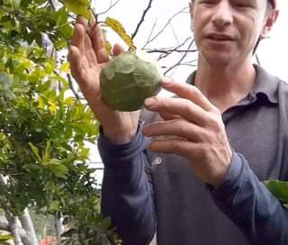 quieres saber por qué amo el campo todo lo que se cultiva seda #frutas #parati #…