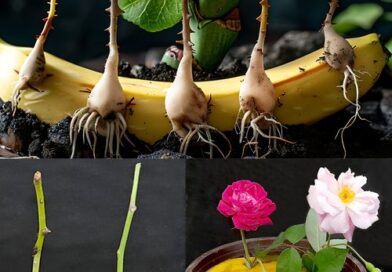 Como reproduzir rosas infinitamente (sem custo) com o método da banana:
Reúna se…