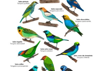 Ilustração de 12 Saíras que ocorrem no Brasil.
 Créditos do Biólogo , Herpetólog…