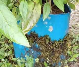 Pepino dulce amarillo y morado sembrado en tarros  macetas, saludos desde el hue…