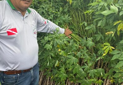 Armazenamento da rama da mandioca pós colheita! ????
Caso o produtor por algum motivo não consiga plantar as ramas de mandioca imediatamente, é possível armazenar sem perder a qualidade, evitando as brotações e assegurando mais de 80% de germinação ????????????

Maior produtor do Pará @dutrasouza10 

#agro #agricultura #mandioca #agronegocio