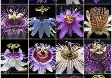 A Passiflora é um gênero botânico de cerca de 500 espécies de plantas, pertencen…