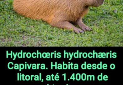 Conheça os Roedores Caviídeos
Parte 2
As Duas Capivaras.
Uma segunda espécie da …