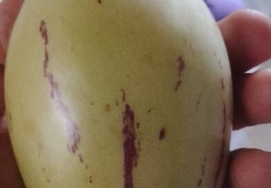 Esquejes de pepino dulce o pepino melón con raiz