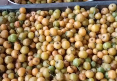 Descubra os benefícios do fruto da ora pro nobis. Doações para pessoas em tratamento médico. Descubra os benefícios do fruto da ora pro nobis. Doações para pessoas em tratamento médico.