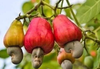 História da fruta Caju

Fruto nativo do Brasil, o caju foi levado pelos portugue…